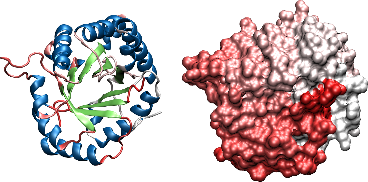 The structure of chicken triose phosphate isomerase.