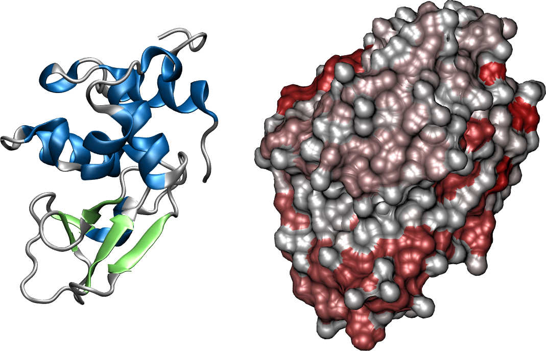 The structure of human lysozyme.