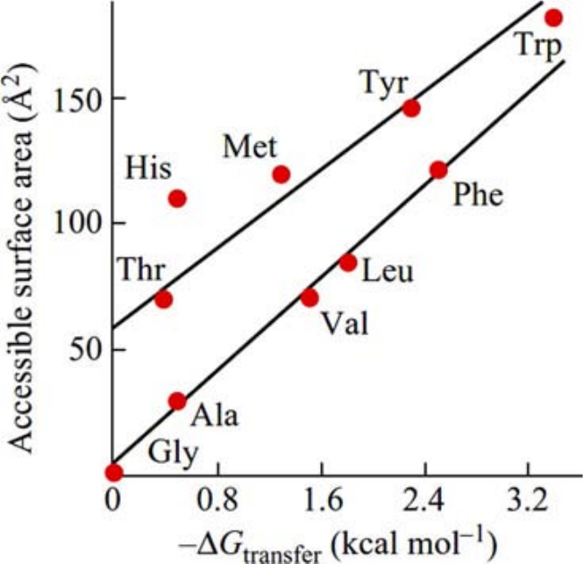 The solvation free energy as a function of the accessible surface area of amino acid side chains. Note that for both quantities the value associated to glycine (which has no side chain) has been substracted prior to plotting. The side chains of Ala, Val, Leu, Phe consist of hydrocarbons only; those of Thr and Tyr additionally have one OH-group each, Met an SH-group, Trp an NH-group, and His an N-atom and an NH-group. Therefore, their accessible non-polar area is smaller than their total accessible surface. Taken from .