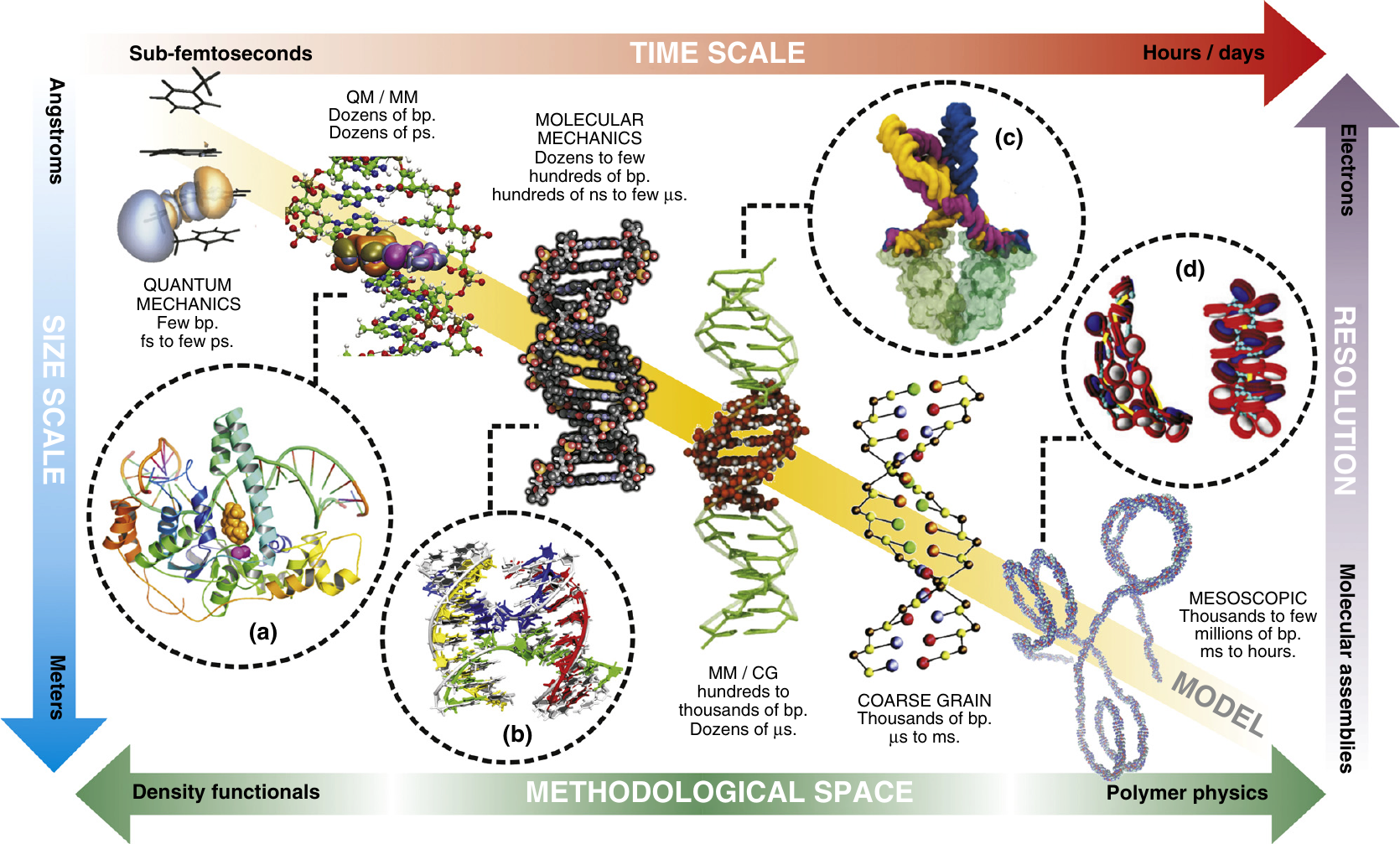 Models (here of DNA) with different levels of detail can be used to explore phenomena at different time and length scales. Taken from .