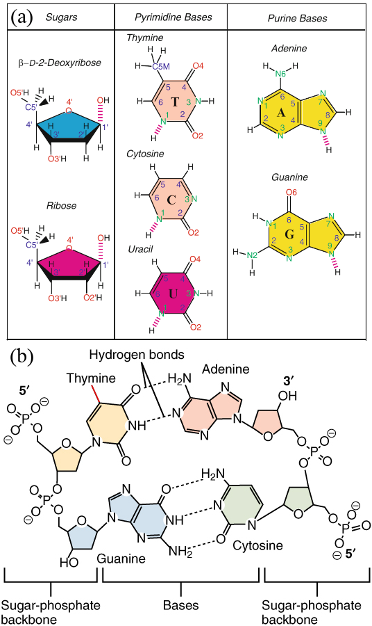 (a) The sugar and nitrogenous bases that make up DNA and RNA. Non-hydrogen atoms are labelled, and the broken lines indicate links that bind the compound to the other building blocks. Adapted from . (b) A sketch showing two bonded DNA dinucleotides. The presence of a -CH_3 group connected to the pyrimidine ring highlighted in red makes the yellow-shaded base a thymine instead of a uracil. Adapted from here.