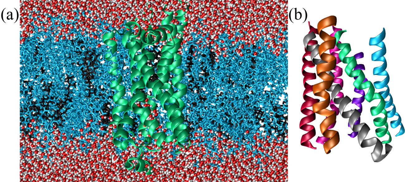 A GPCR protein (taken from here) embedded in a membrane composed of a double layer of cholesterol (in black) and phosphatidylcholine (POPC, in cyan) in a 7:3 ratio. Here both surfaces of the membrane are put in contact with water. In (a) the lipids and the water (in red and white) are shown explicitly, while in (b) only the helical bundle is shown, to highlight the angles between the helices (or part thereof).