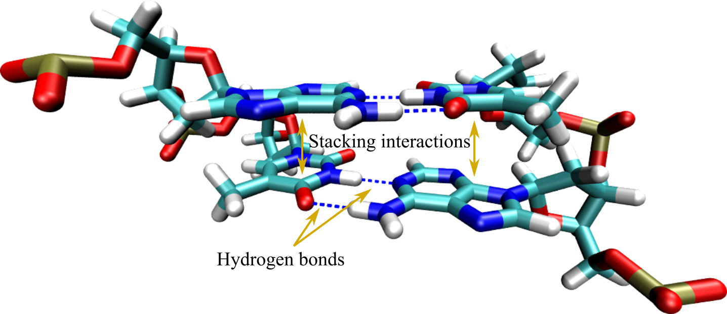 A base pair step where hydrogen bonds and stacking interactions, the two main mechanisms responsible for hybridisation, are highlighted by arrows.