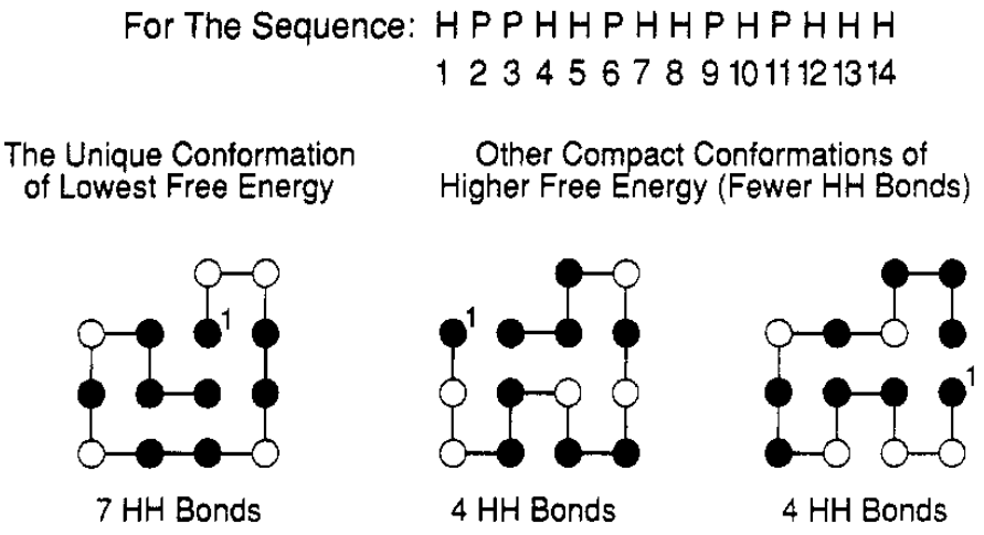 The sequence “HPPHHPHHPHPHHH” has a single conformation with 7 topological contacts (shown on the left). All other conformations, like the two on the right, have fewer hydrophobic contacts. Hydrophobic and polar residues are shown as black and white circles, respectively. Taken from .