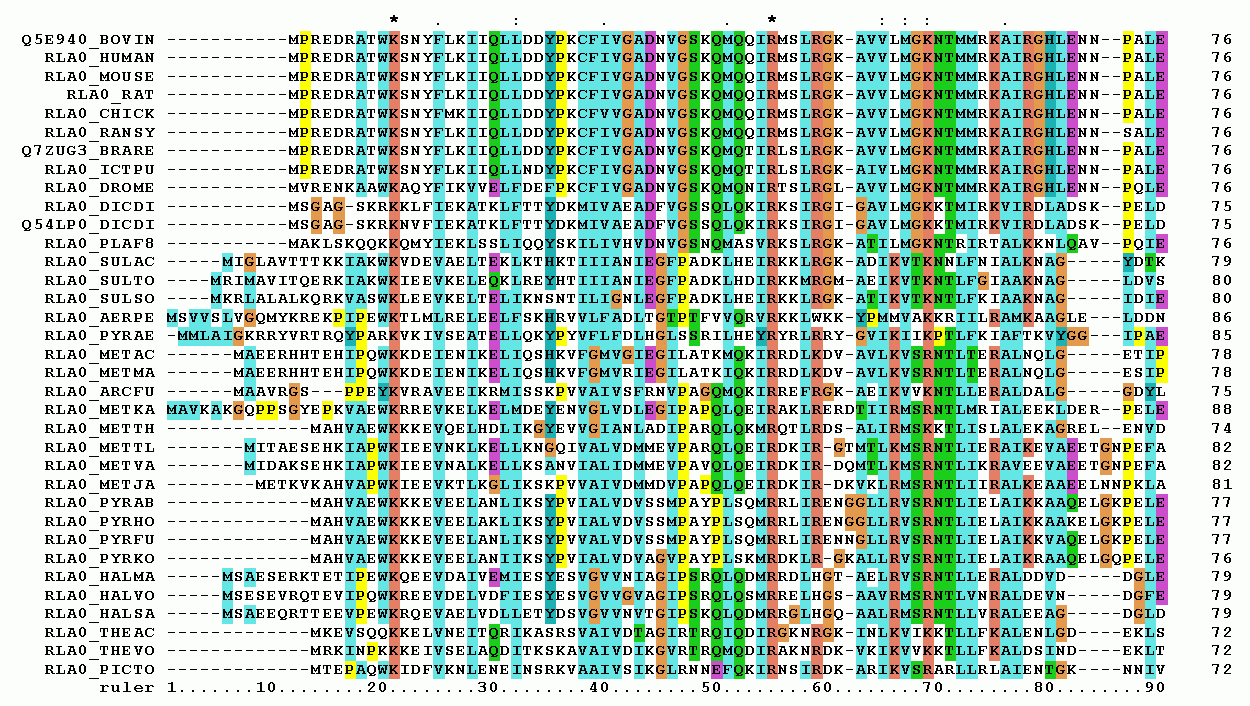 Representation of a protein multiple sequence alignment produced with ClustalW (which has been superseded by Clustal Omega). The sequences are instances of the acidic ribosomal protein P0 homolog (L10E) encoded by the Rplp0 gene from multiple organisms. The protein sequences were obtained from SwissProt searching with the gene name. Only the first 90 positions of the alignment are displayed. The colours represent the amino acid conservation according to the properties and distribution of amino acid frequencies in each column. Note the two completely conserved residues arginine (R) and lysine (K) marked with an asterisk at the top of the alignment. Credits to Miguel Andrade via Wikipedia Commons.