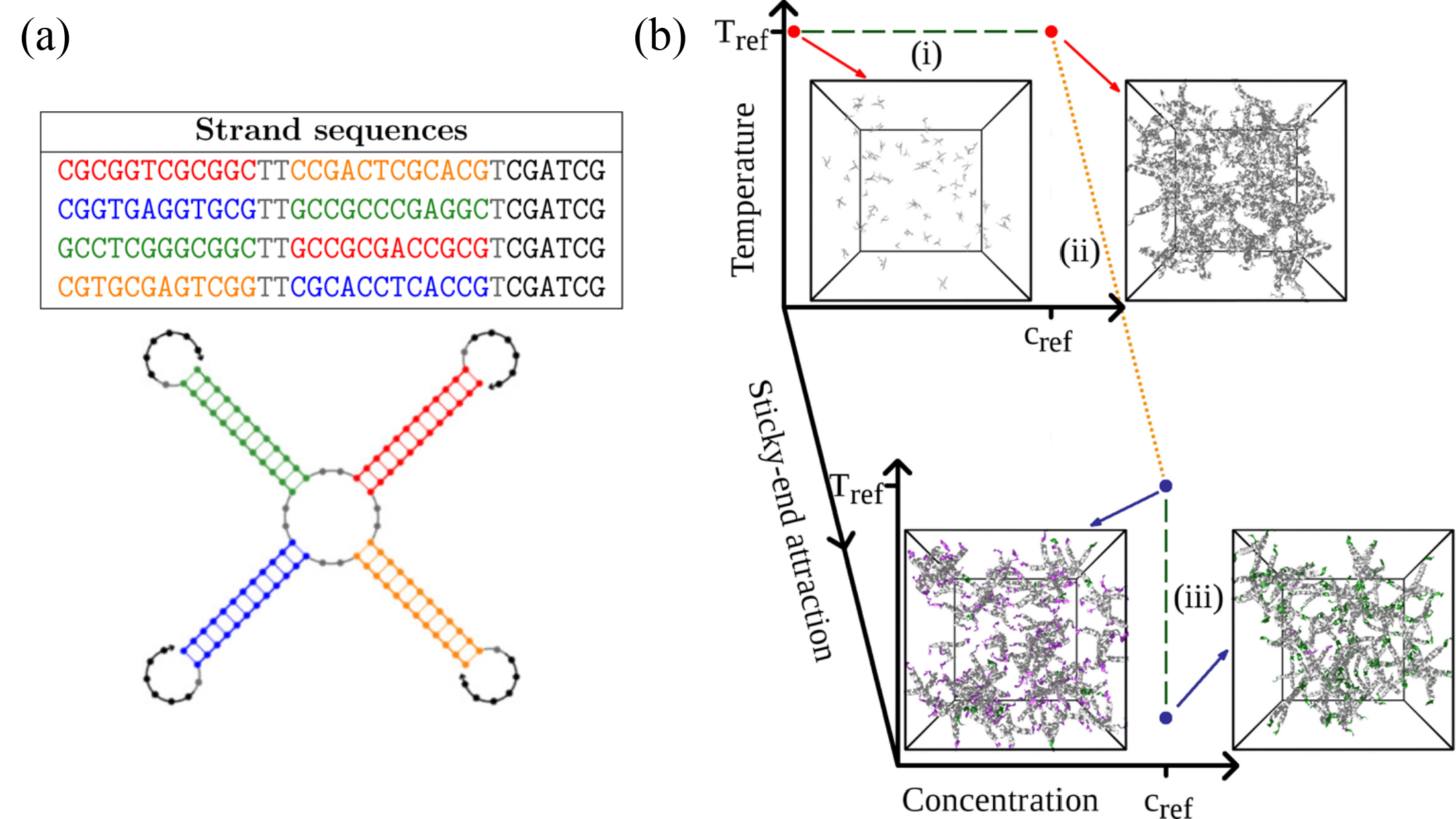 (a) The sequence used to build tetravalent DNA nanostars, and a sketch of the secondary structure of a single nanostar. (b) Cartoon of the protocol employed to compute the free energy of the fluid phase of a system made of tetravalent DNA nanostars. The path connecting the initial and final states comprises thermodynamic integration parts (green dashed lines), and a Hamiltonian integration part (orange dotted line) that connects a system of tetramers with switched-off sticky ends to the
fully interacting fluid. The snapshots show typical configurations at the marked state points. Here, DNA strands are colored according to the following scheme: DNA sequences interacting only through excluded volume are in gray, unbound sticky ends are in violet, and bound ones are in green. Adapted from .