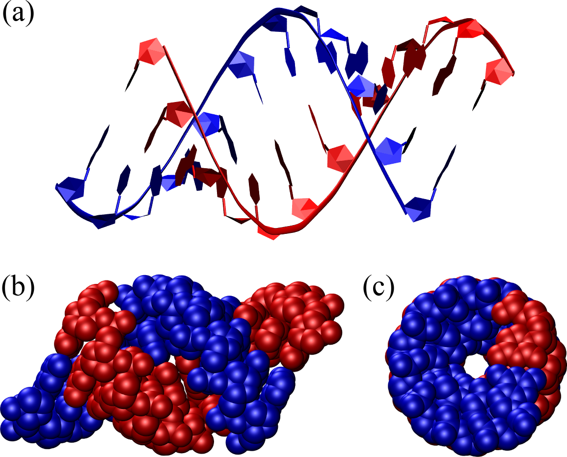 An A-DNA double helix composed of 12 base pairs represented as in . The structure has been generated with the 3DNA 2.0 webserver.