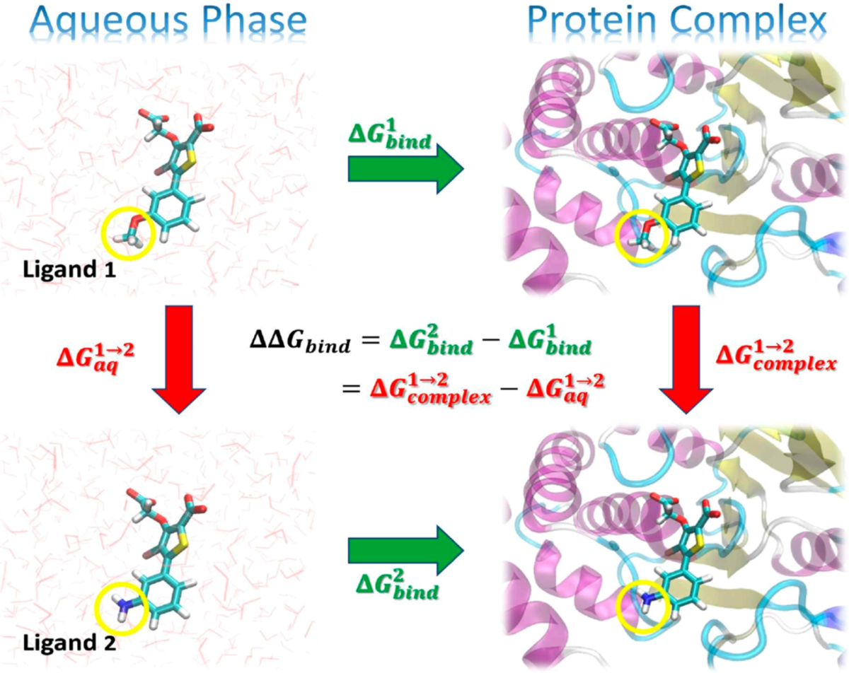 Illustration of a thermodynamic cycle for the relative binding free energy, \Delta \Delta G_\text{bind}, between two ligands (“Ligand 1” and “Ligand 2”). Taken from .