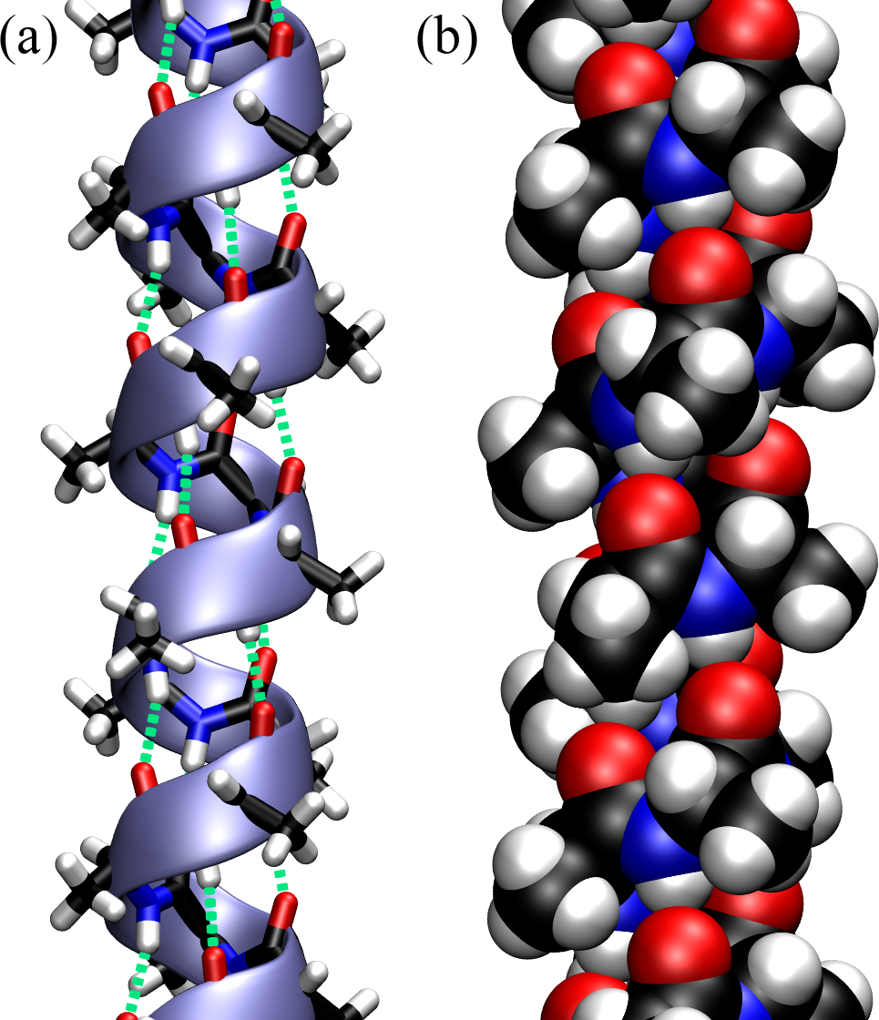 An \alpha-helix made by a polypeptide made of consecutive Ala. (a) Licorice representation, where the atoms and the bonds have the same diameter, superimposed with a ribbon that follows the backbone and shows the helical turns. The hydrogen bonds that stabilise the structure are shown with green dashed lines. (b) The same helix with the atoms represented as van der Waals spheres.