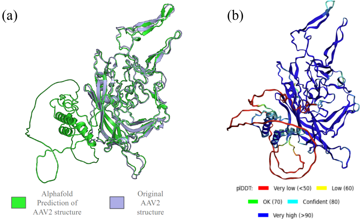 (a) The superposition between the experimental and Alphafold-predicted structures of the VP1 protein composing the capsid of a AAV2 virus. (b) The Alphafold-predicted structure, coloured according to the value of the pLDDT of each residue. Courtesy of Mouna Ouattara.
