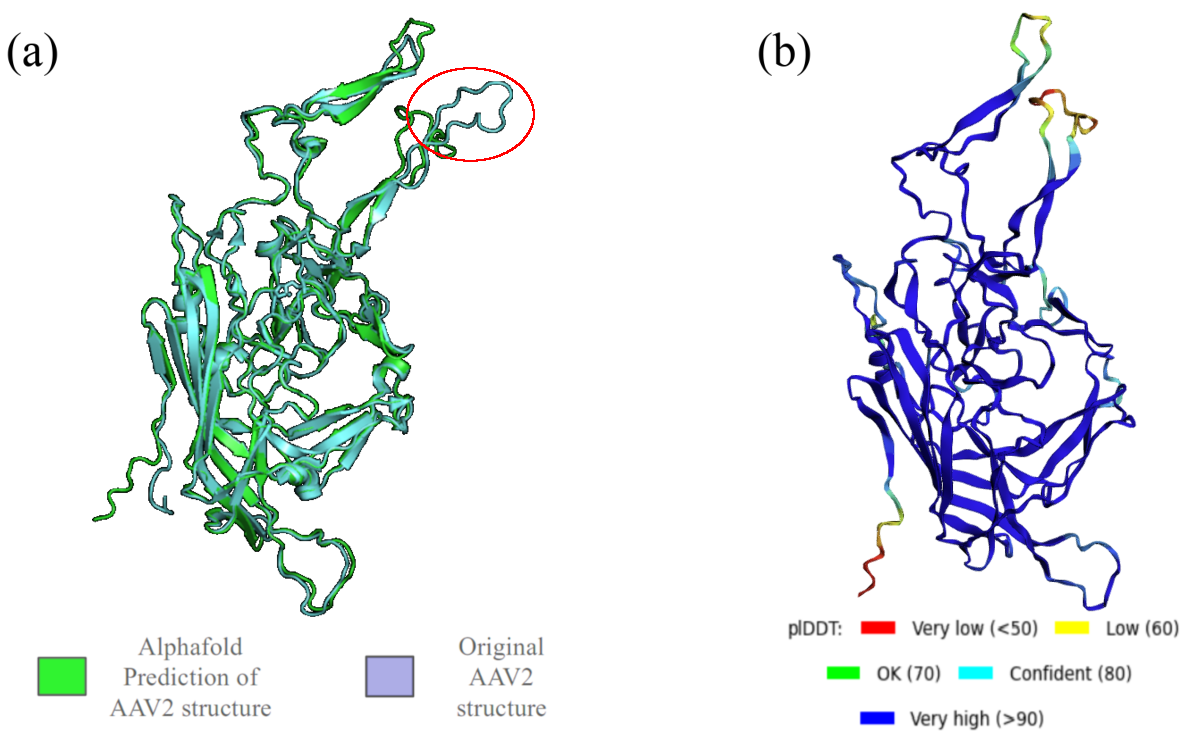 Same as , but for a mutant serotype (7m8, see ), which differs from the wildtype for a 10-amino acid peptide insertion in the VR-VIII loop, highlighted with a red ellipse in panel (a). Courtesy of Mouna Ouattara.