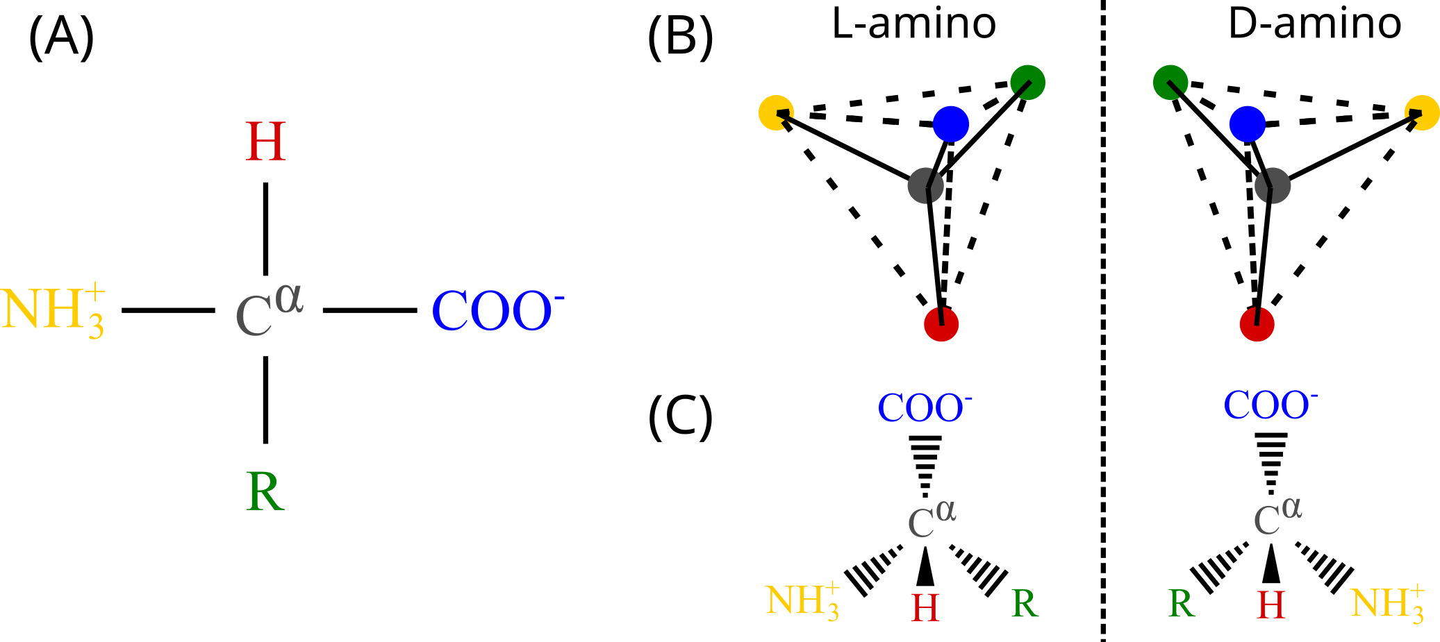 (A) The structure of a generic amino acid with side chain R. (B) A cartoon showing the spatial difference between the left-handed (L) and right-handed (D) amino-acid enantiomers. (C) Another representation showing that looking down the H-C^\alpha towards the latter, the first letter(s) of the chemical groups read in clockwise order spell out a proper word (CORN) for L-amino acids, but a non-existing word (CONR) for D-amino acids. In (B) and (C) the chemical groups are coloured as in panel (A).