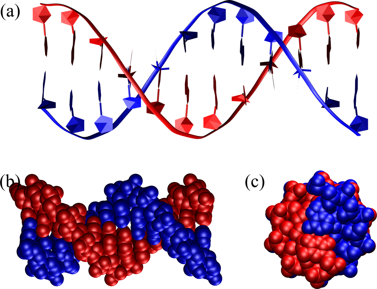 A B-DNA double helix composed of 12 base pairs as seen from the side, (a) and (b), and from the top (c). In (a) the backbone is represented as a ribbon, the sugar as a pentagon and the bases are outlined as pentagons and hexagons, while (b) and (c) shows the atoms as van der Waals spheres. The structure has been generated with the 3DNA 2.0 webserver.