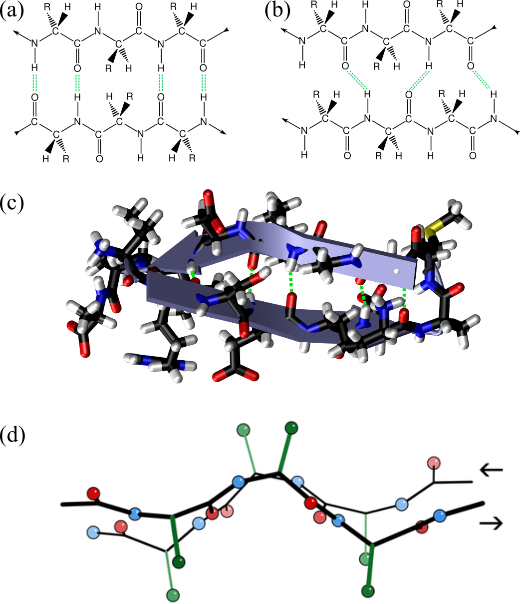 Two segments of a chain form a \beta-sheet by connecting through hydrogen bonds (green dashed lines). The arrows at the beginning and at the end of the segments show the chain directionality. The two segments run anti-parallel and parallel to each other in (a) and (b), respectively (adapted from here). In (c) the X-ray structure of the first 18 residues of Fumarase C where the ribbon representation (“Cartoon” in VMD) is superimposed to the atomic structure and clearly shows the presence of a \beta-hairpin: two anti-parallel \beta-strands connected by a short turn. Panel (d) shows two anti-parallel \beta-strands fragments taken from the crystal structure of the Micrococcus Lysodeikticus catalase, where the hydrogens are omitted for clarity, and only the first carbons of the side-chain carbon are shown (in green). Credits to Dcrjsr via Wikimedia commons.