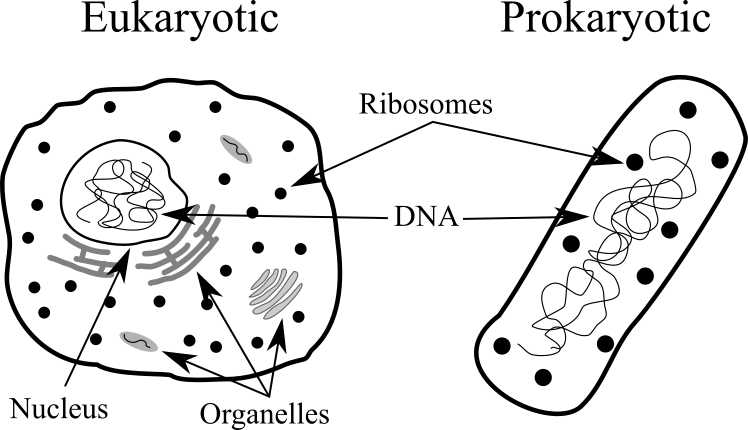 The main differences and similarities between eukaryotic and prokaryotic cells. The cells have not been drawn at scale.