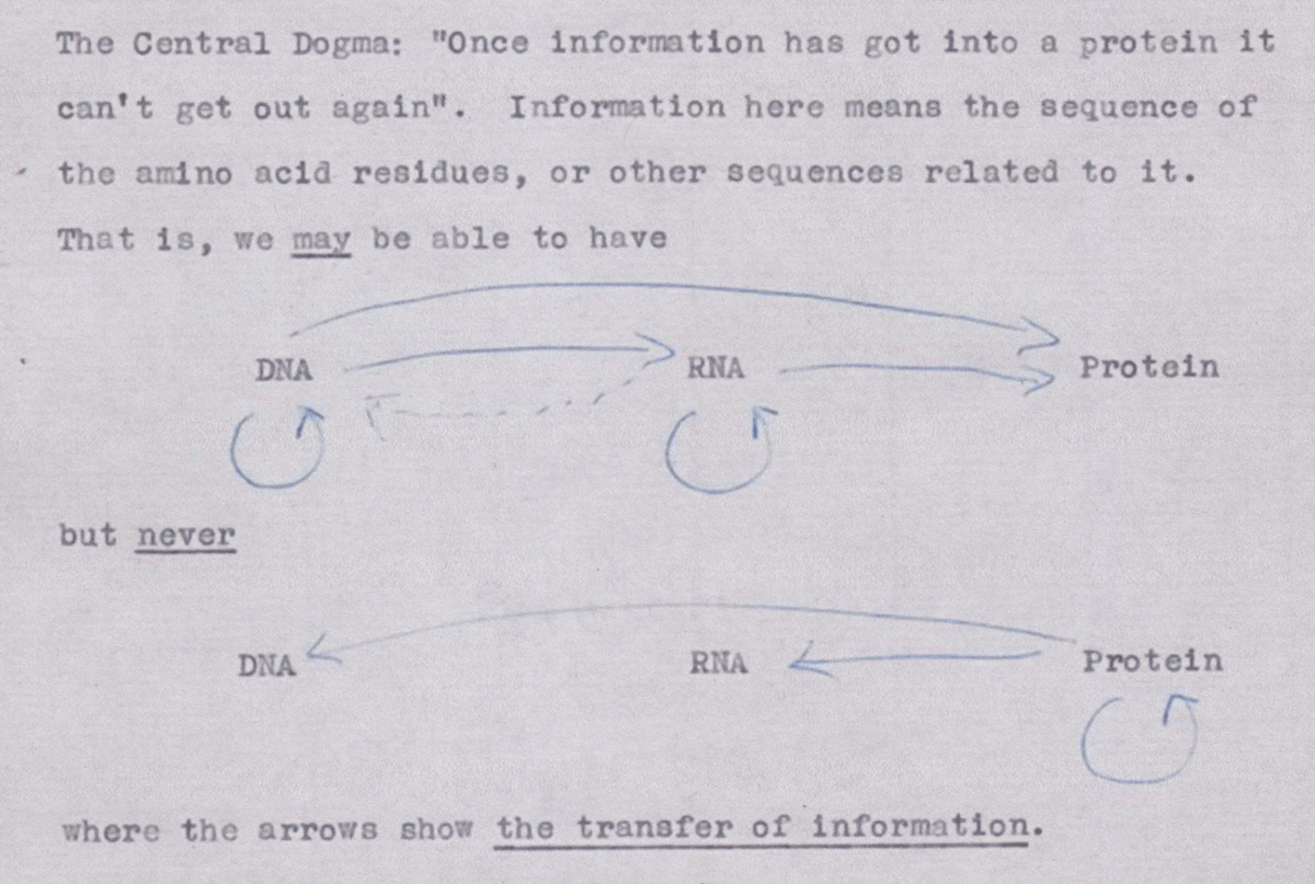 The first outline of the central dogma, from un unpublished note made by Crick in 1956. Credits: Wellcome Library, London. Taken from .