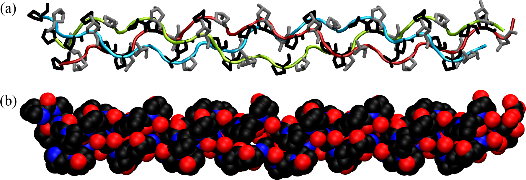 The collagen triple helix or tropocollagen, taken from here. In (a) the backbones of the three chains are shown with ribbons of different colours, while prolines and hydroxyprolines are shown in black and silver, respectively. (b) shows the same configuration with atoms as van der Waals spheres.