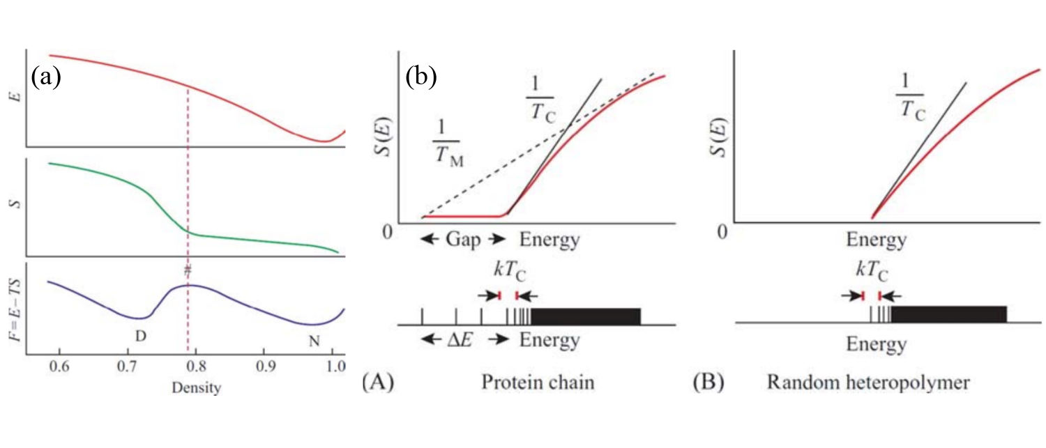 (a) Typical curves for the energy, entropy and free-energy of a protein as functions of the (intramolecular) density. The D and N letters mark the positions of the denatured and native states, respectively. The hash pound marks the position of the maximum of the free-energy barrier. (b) A sketch of the energy spectra (bottom panels) and associated S(E) curves (top panels) for (A) a protein and (B) a random heteropolymer. Adapted from .