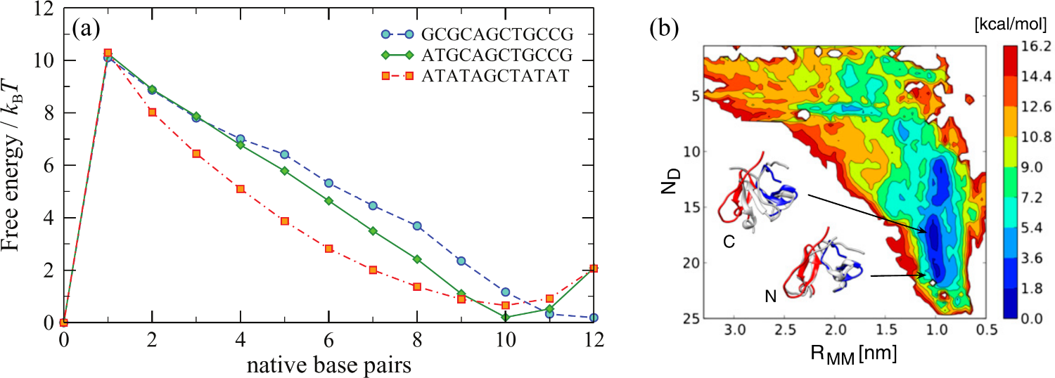 (a) Free energy profiles for three different duplexes of length 12 as a function of the number of complementary (native) base pairs of the two strands. The oxDNA simulations for each duplex were run at their respective melting temperatures, namely 48 ^\circC, 73 ^\circC, and 80 ^\circC. Adapted from . (b) Free-energy surface of the dimerization process of the fibritin foldon domain (PDB code: 1RFO). The two CVs are the distance between the centres of mass of the monomers, R_{MM}, and the number of specific monomer-monomer contacts, N_D. Structures representative of the two free-energy basins N and C (gray) are compared with dimer arrangement in the trimeric experimental structure (red and blue). Adapted from .