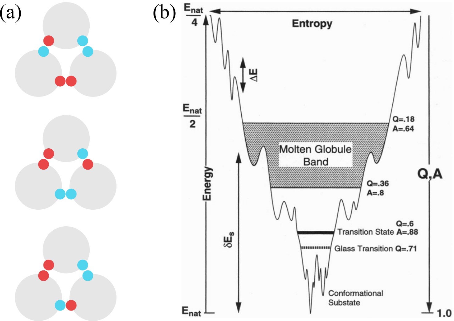 (a) An example of frustrated interactions: if the particle-particle interaction is such that only like colours want to be close to each other, there is no way of arranging the three spheres so that all favourable contacts are made. As a result, the ground state is degenerate. (b) A schematic energy landscape of a 60 amino-acid helical protein. A and Q are the fractions of correct dihedral angles in the backbone and correct native-like contacts, respectively, \Delta E is the “ruggedness” of the landscape, and \delta E_s is the energy gap. Taken from .