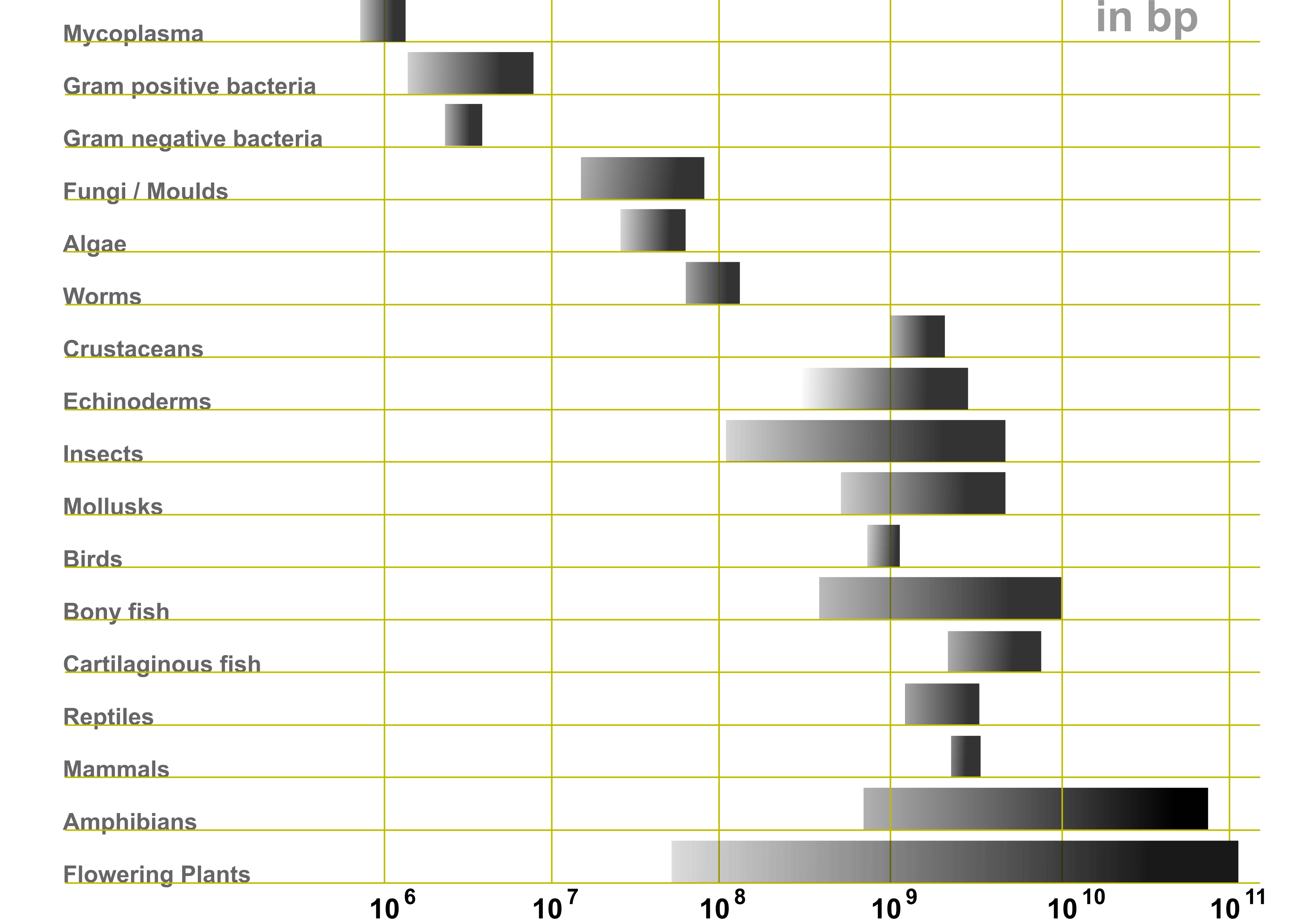 Genome size ranges (in base pairs) of various life forms. Credits to Abizar via Wikipedia Commons.
