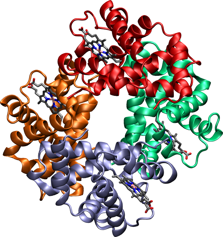 The structure of human hemoglobin. The four subunits are shown with different colours, while their bound heme groups are depicted with the licorice representation.
