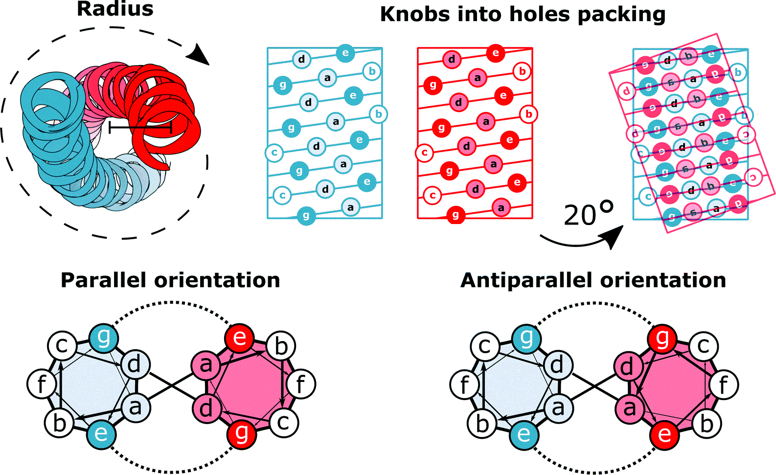 Schematics showing the left-handedness of the coiled coil, the "knobs into holes" packing, and the interactions between residues belonging to the two helices.