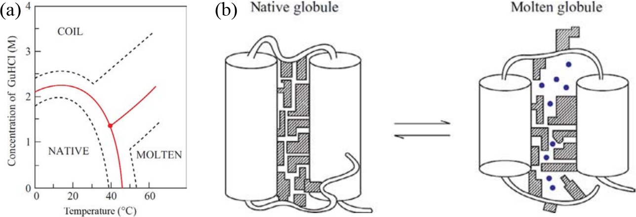 (a) Phase diagram of the conformational states of lysozyme at pH 1.7 as a function of denaturant (guanine dihydrochloride) concentration and temperature. The red lines correspond to the mid transition, the dashed lines outline the transition zones. (b) Schematic model of the native and molten globule protein states. Here the protein consists of only two helices connected by a loop, and the side chains are shown as shaded regions. Adapted from .
