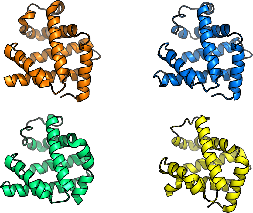 The 3D structure of human myoglobin (top left), african elephant myoglobin (top right, 80% sequence identity), blackfin tuna myoglobin (bottom right, 45% sequence identity) and pigeon myoglobin (bottom left, 25% sequence identity). Credits to Carlos Outeiral.