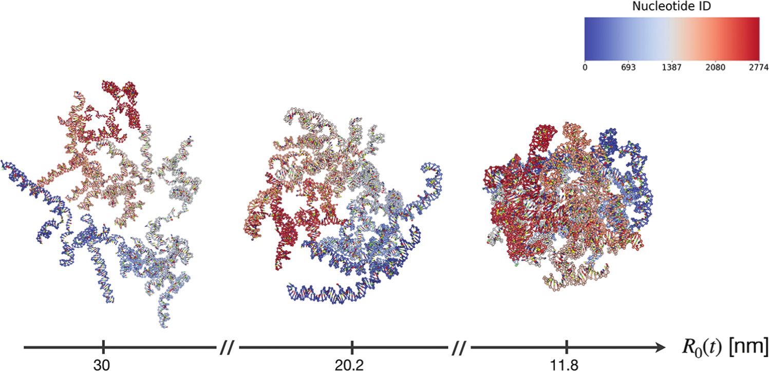 Snapshots of configurations of the RNA2 fragment of the CCMV virus, squeezed by a sphere of a radius given by 30, 20.2 and 11.8 nm (from left to right). The color scale is associated with the nucleotide index. Taken from .