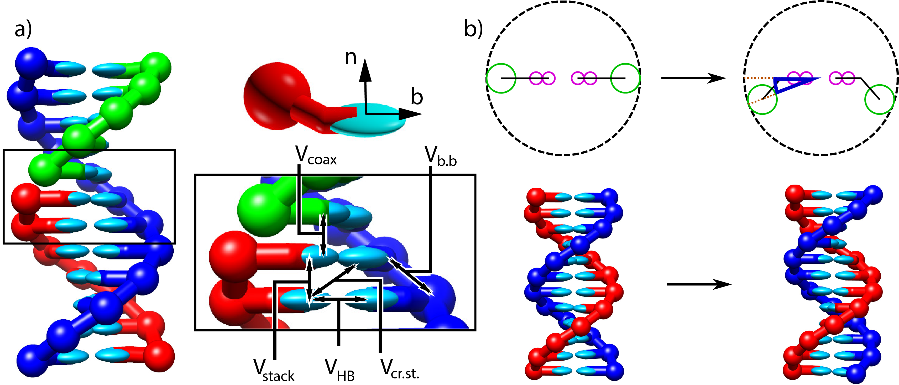 Structure and interactions of the oxDNA model. a) Three strands forming a nicked duplex as represented by oxDNA2.0, with the central section of the complex illustrating key interactions from Eq. highlighted. Individual nucleotides have an orientation described by a vector normal to the plane of the base (labelled n), and a vector indicating the direction of the hydrogen bonding interface (labelled b). b) Comparison of structure in oxDNA1.0 and oxDNA1.5 vs oxDNA2.0. In the earlier version of the model, all interaction sites are co-linear; in oxDNA2.0, offsetting the backbone site allows for major and minor grooving. Taken from .