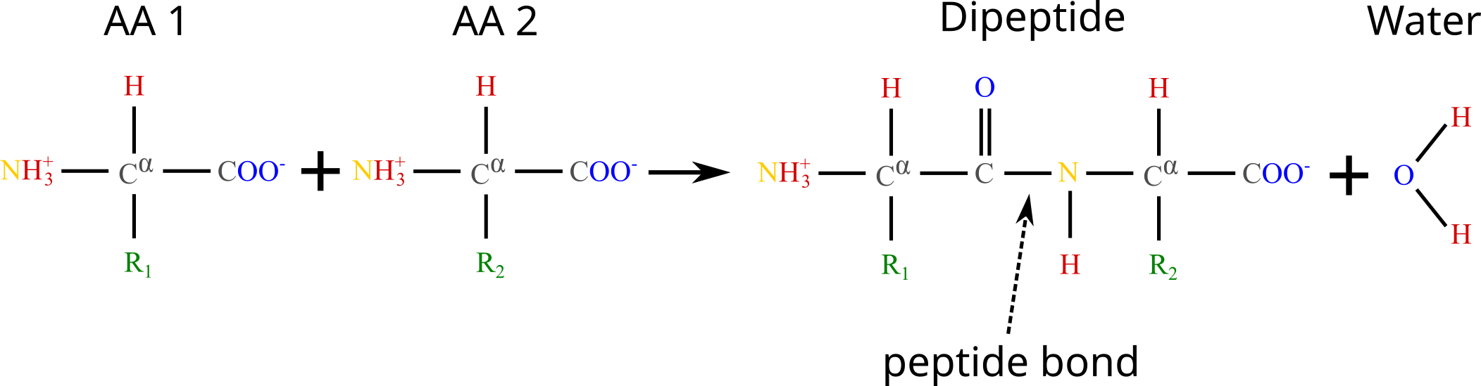 The formation of a dipeptide through a dehydration synthesis: two amino acids are joined together, and a water molecule is subsequently released. The peptide bond is indicated by the arrow.