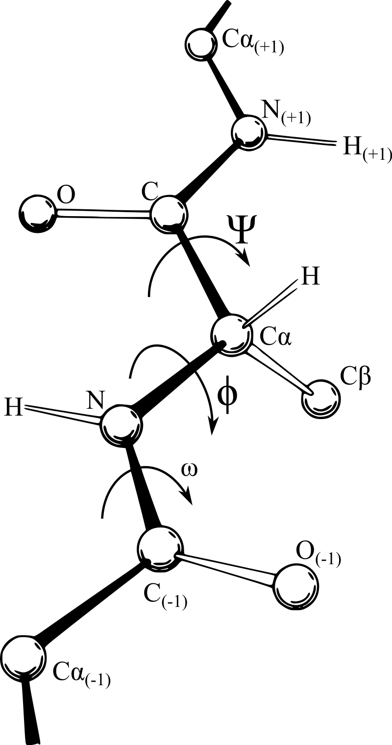 A polypeptide backbone showing the definition of the dihedral angles \phi, \psi and \omega. Credits to Dcrjsr and Adam Rędzikowski via Wikimedia Commons.