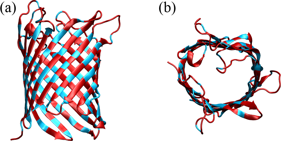 The crystal structure of an E. coli porin seen from the top (a) and from the side (b) (). Hydrophobic residues are coloured in red, the rest in cyan. In (a), the water is at the top and the cytoplasm is at the bottom.