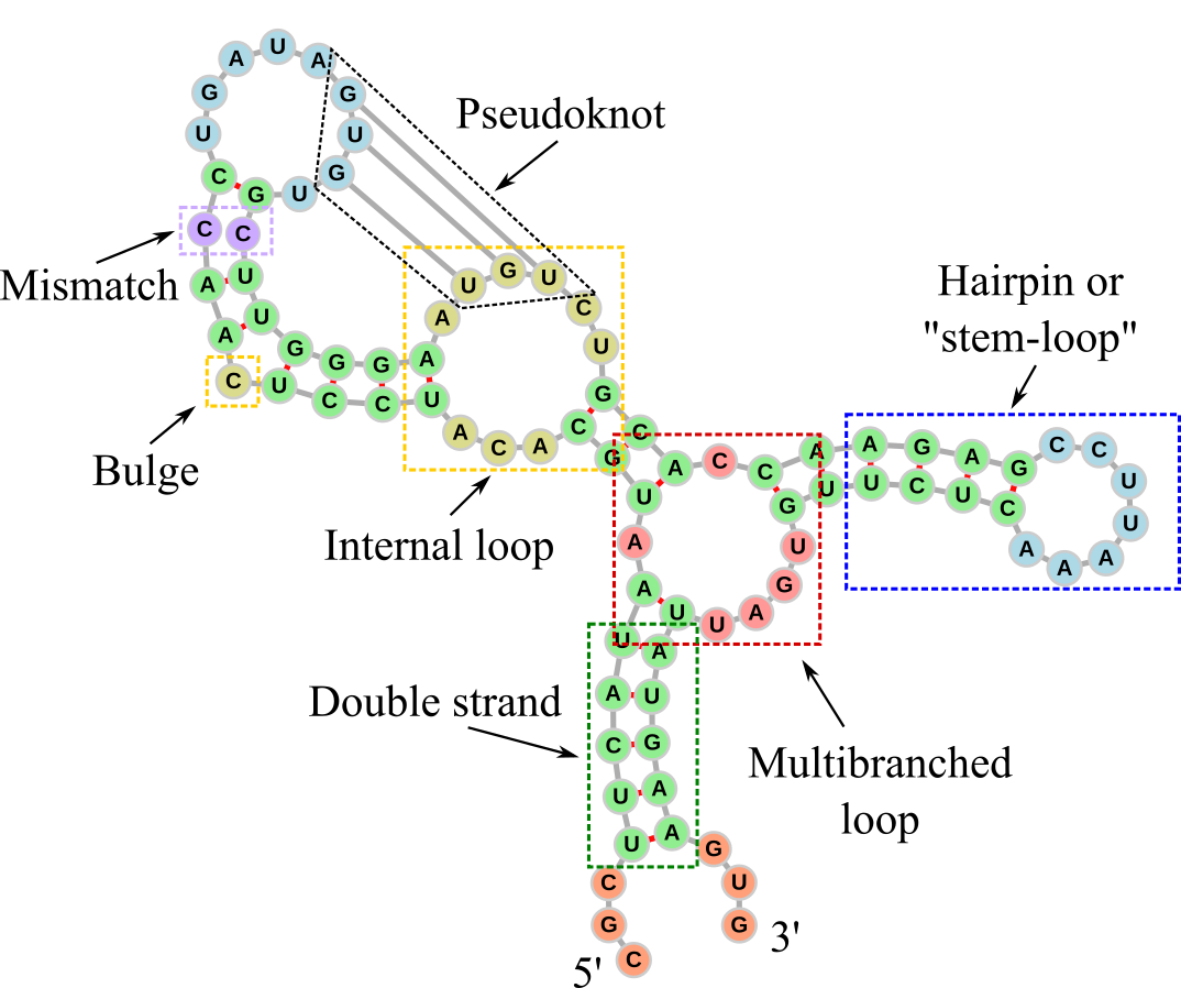 The secondary structure of an RNA molecule. Dashed rectangles and labels have been added to the different elements. The double-stranded parts are coloured in green, while the other colours are used to highlight the other main secondary structures: 5’ and 3’ unpaired regions in orange, internal loops and bulges in yellow, internal loops of size one (also known as mismatches) in violet, hairpin loops in blue, multibranched loops in red. The graph representation has been generated with forna.