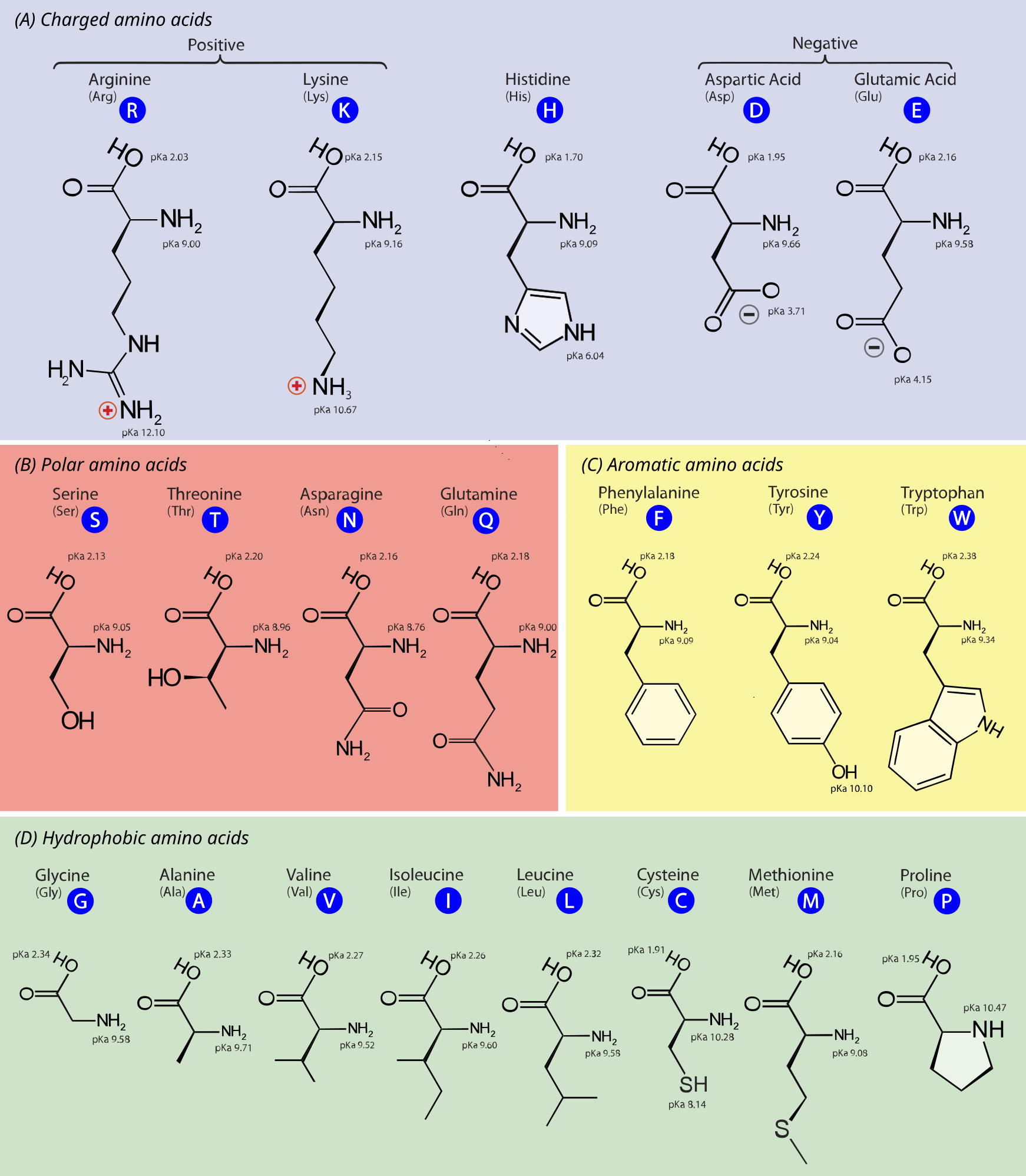 The chemical structure of the 20 standard amino acids. As discussed in the text, the AAs are separated into categories according to the properties of their side chains (R groups). Adapted from here.