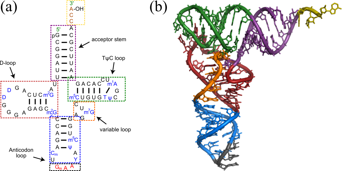 The (a) secondary and (b) three-dimensional structure of a tRNA (yeast phenylalanine tRNA, 1EHZ). The specific secondary motifs are coloured differently in (b), and highlighted by coloured dashed rectangles in (a). The nucleotides that bear chemical modifications are shown in blue.
