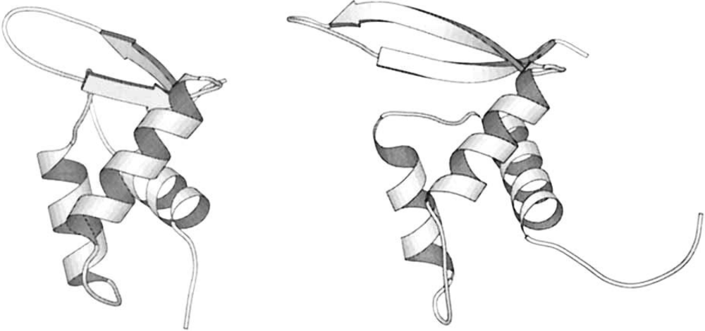 The 3D structures of (left) chicken histone H5 and (right) replication terminating protein (rtp). Note that the C-terminal helix of rtp is not shown, since it has no analoug in the histone. The root mean-squared deviation between 65 equivalent C^\alpha positions in the two structures is 2.4 \angstrom. Taken from .