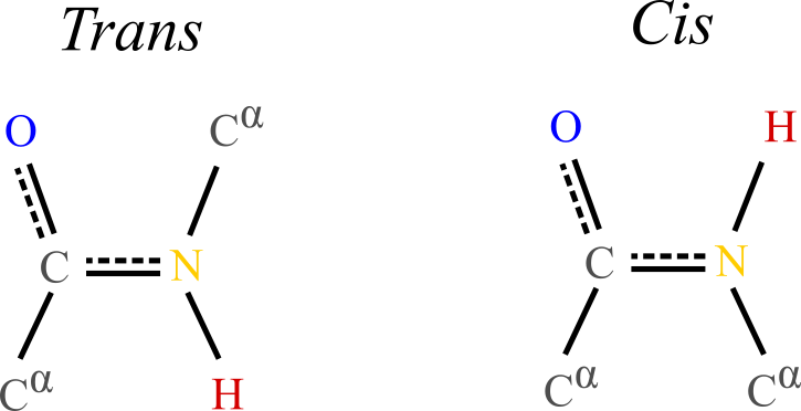 Typical trans and cis conformations of the backbone portion of a single amino acid. In the trans conformation the alpha carbons and their attached side chains are opposite to each other, making this configuration much more stable than the cis conformation, which is rarely observed in proteins.