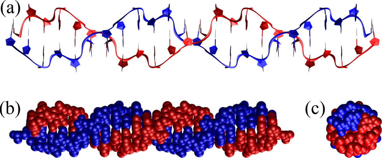 A Z-DNA double helix composed of 12 GC base steps (i.e. 24 base pairs) represented as in . Note the zig-zag pattern drawn by the backbone, which gives Z-DNA its name. The structure has been generated with the 3DNA 2.0 webserver.