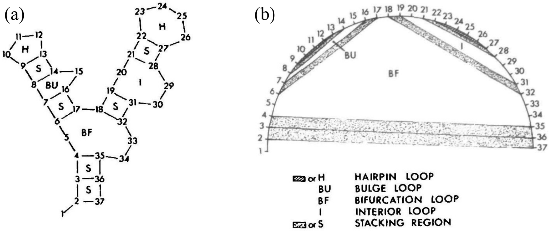 Two schematic representations of the secondary structure of a simple RNA molecule. (a) The conventional representation. (b) The same structure, represented as an undirected graph with exterior and interior edges. The legend in the bottom right applies to both panels. Note that here “bifurcation loop” is used in place of multibranched loop. Taken from .
